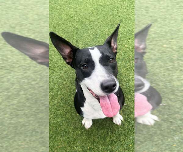 Medium Photo #3 Pointer-Unknown Mix Puppy For Sale in Pompano Beach , FL, USA