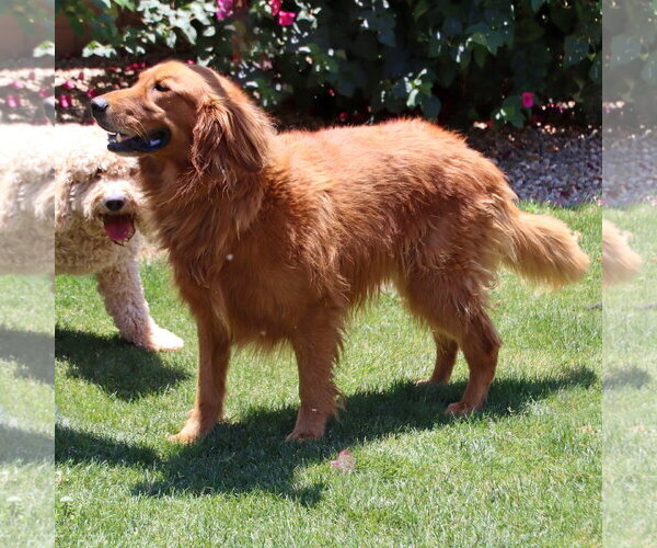 Medium Photo #2 Golden Retriever Puppy For Sale in Glendale , AZ, USA