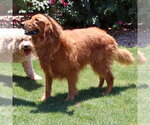 Small #1 Golden Retriever