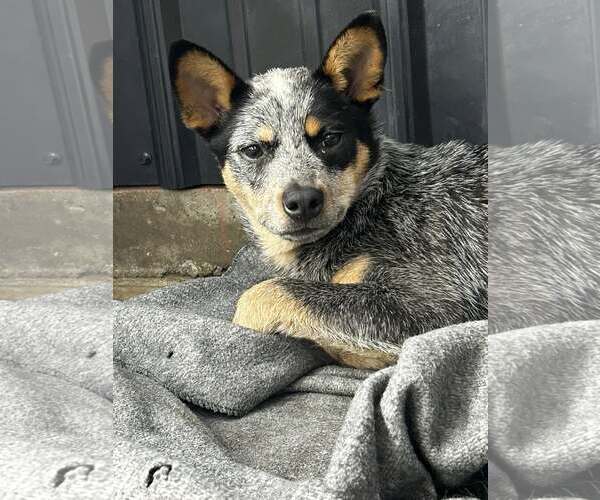 Medium Photo #2 Mutt Puppy For Sale in Highland, IL, USA