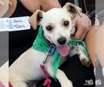 Small #2 Chiweenie