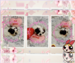 Small Photo #6 Shih Tzu Puppy For Sale in ATHENS, GA, USA