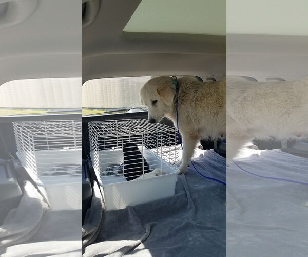 Medium Photo #24 Great Pyrenees Puppy For Sale in Houston, TX, USA