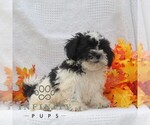 Small #1 Shih Tzu