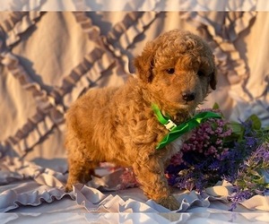 Poodle (Miniature) Puppy for sale in LANCASTER, PA, USA