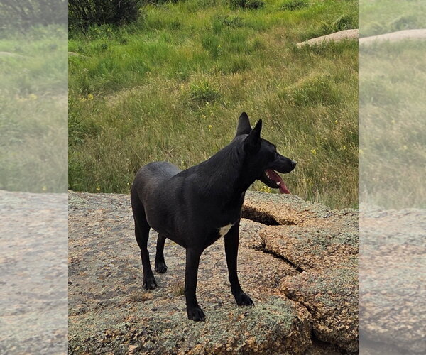 Medium Photo #4 Mutt Puppy For Sale in Tabernash, CO, USA