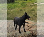 Small #3 Mutt