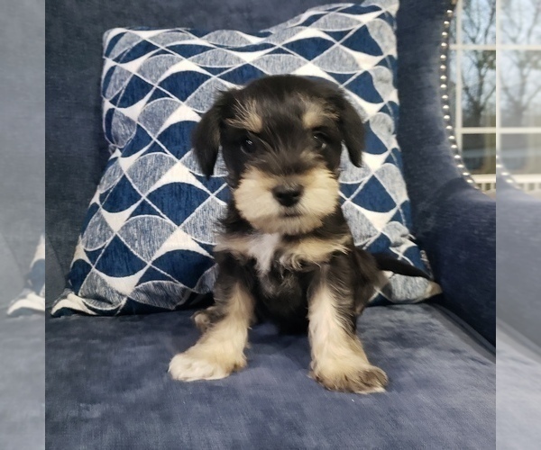 Medium Photo #6 Schnauzer (Miniature) Puppy For Sale in LEESBURG, VA, USA