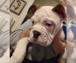 Small #6 Olde English Bulldogge