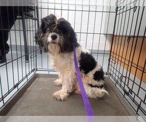 Shih Tzu-Unknown Mix Dogs for adoption in St. Cloud, FL, USA