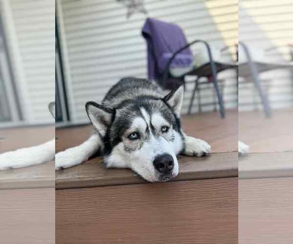 Medium Photo #2 Siberian Husky Puppy For Sale in Marine City, MI, USA
