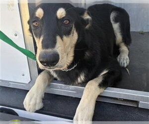 German Shepherd Dog Dogs for adoption in Rancho Cucamonga, CA, USA