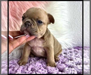 French Bulldog Puppy for sale in OJAI, CA, USA