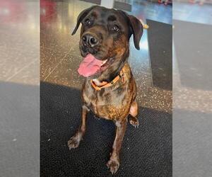 Presa Canario-Rottweiler Mix Dogs for adoption in Dedham, MA, USA
