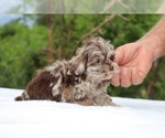 Small #5 ShihPoo