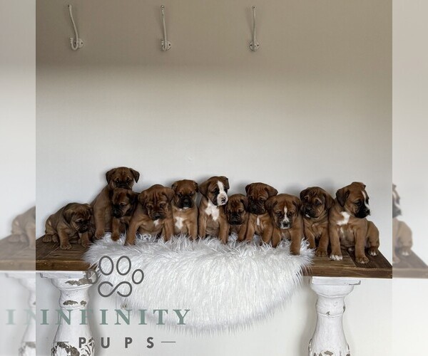 Medium Photo #5 Boxador Puppy For Sale in NEW HOLLAND, PA, USA