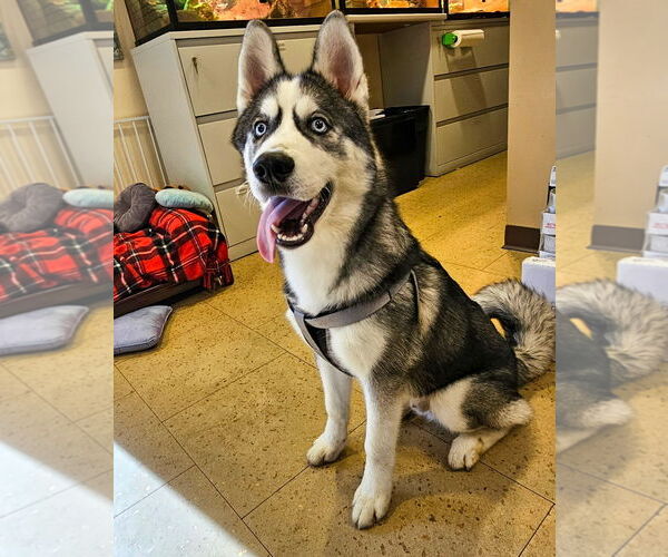 Medium Photo #1 Siberian Husky Puppy For Sale in Lighthouse Point, FL, USA