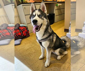 Siberian Husky Dogs for adoption in Lighthouse Point, FL, USA