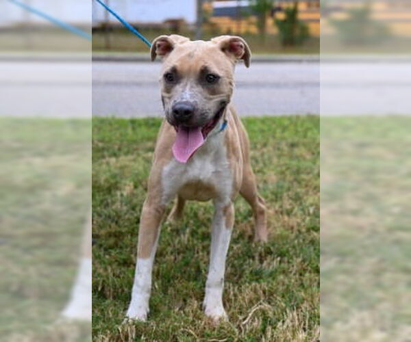 Medium Photo #3 American Pit Bull Terrier-Unknown Mix Puppy For Sale in Glen Allen, VA, USA