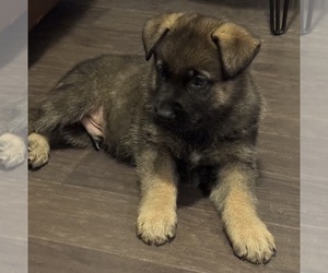 Medium German Shepherd Dog