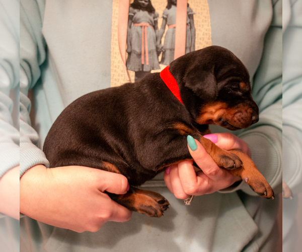 Medium Photo #5 Doberman Pinscher Puppy For Sale in PALMDALE, CA, USA