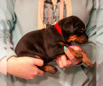 Small Photo #5 Doberman Pinscher Puppy For Sale in PALMDALE, CA, USA