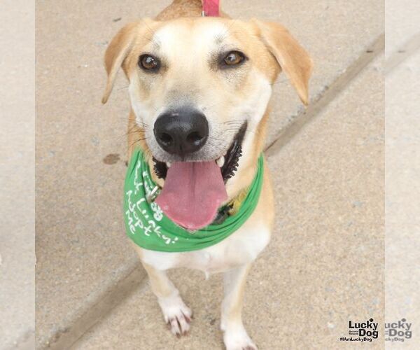 Medium Photo #1 Labrador Retriever-Unknown Mix Puppy For Sale in Washington, DC, USA
