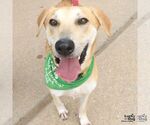 Jared - Male Labrador Retriever-Unknown Mix Dog for Adoption - Small photo