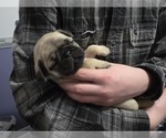 Small Photo #6 Pug Puppy For Sale in HILLSDALE, MI, USA