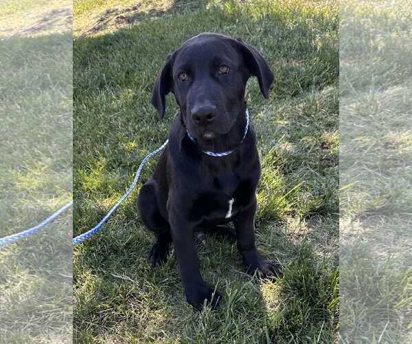 Medium Photo #2 Labrador Retriever-Unknown Mix Puppy For Sale in Garner, NC, USA