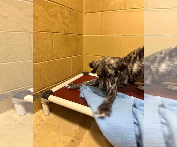 Medium Photo #3 Plott Hound-Unknown Mix Puppy For Sale in Rockaway, NJ, USA