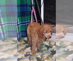 Small Photo #2 Poodle (Standard) Puppy For Sale in CLATSKANIE, OR, USA