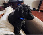 Small #2 Poodle (Standard)