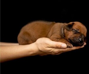 Rhodesian Ridgeback Puppy for Sale in MAYSVILLE, North Carolina USA