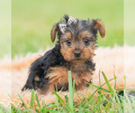 Puppy Mickey AKC Yorkshire Terrier