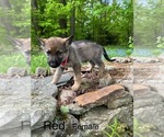 Puppy Red German Shepherd Dog