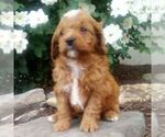 Small #1 Cavapoo (Miniature)