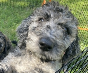 Goldendoodle Puppy for sale in CAMDEN, TN, USA