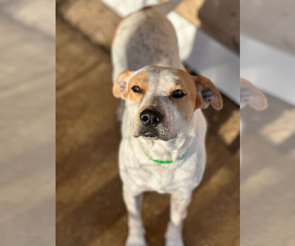 Medium Photo #6 Mutt Puppy For Sale in Oak Bluffs, MA, USA