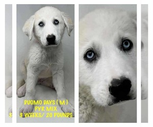Great Pyrenees-Unknown Mix Dogs for adoption in pomfret, CT, USA