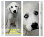 Small Great Pyrenees Mix