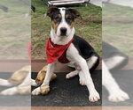 Small #33 Jack Russell Terrier Mix