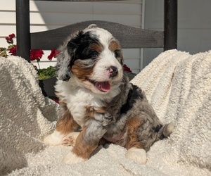 Bernedoodle Puppy for sale in GOSHEN, IN, USA