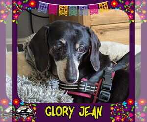 Dachshund Dogs for adoption in San Antonio, TX, USA