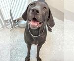 Small #1 Labrador Retriever