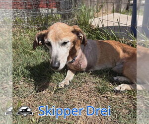 Skipper Drei - Male Chiweenie Dog for Adoption - Photo #10