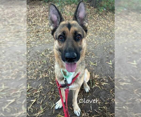 Medium Photo #1 German Shepherd Dog Puppy For Sale in Santa Maria, CA, USA