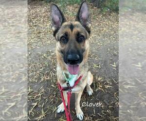 German Shepherd Dog Dogs for adoption in Santa Maria, CA, USA