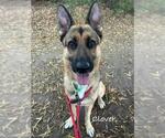 Small German Shepherd Dog