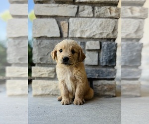 Golden Retriever Puppy for Sale in DELTA, Colorado USA
